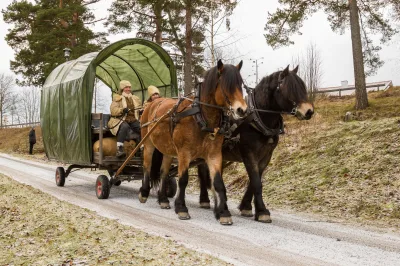 North Swedish Horse