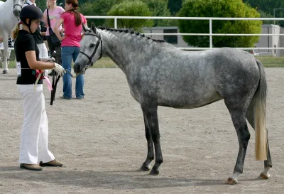 NorthAmerican Sportpony
