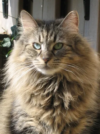 Norwegian Forest Cat