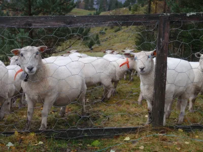 Norwegian White Sheep