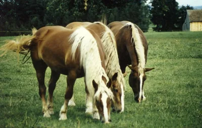 Oberlander horse