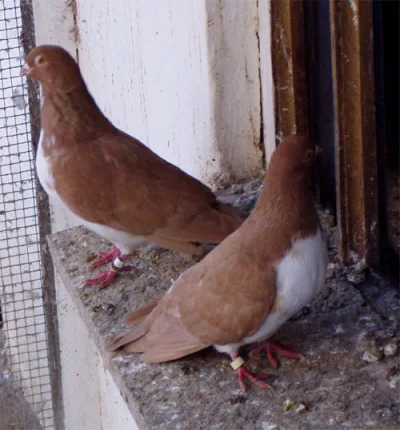 Old Austrian Tumbler