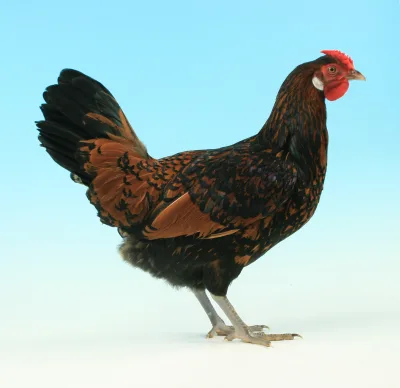 Old English Pheasant Fowl