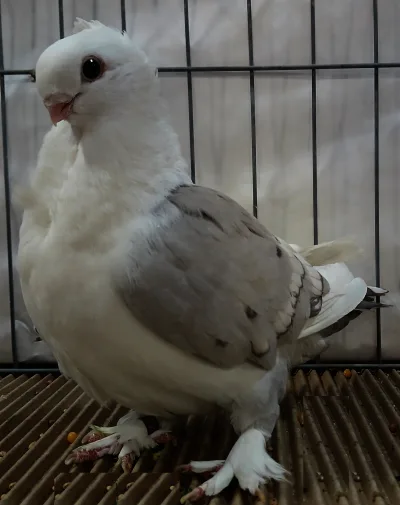 Old Fashioned Oriental Frill