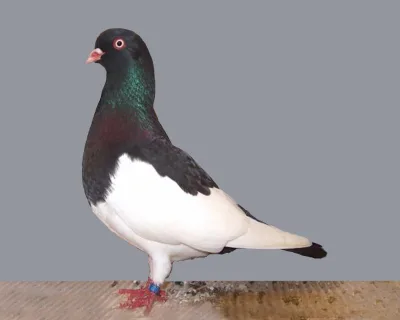 Old German Magpie Tumbler