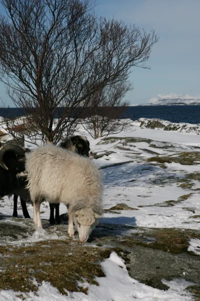 Old Norwegian Sheep