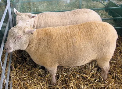 Olde English 'Babydoll' Southdown sheep