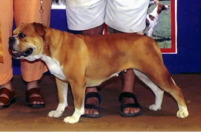 Olde English Bulldogge