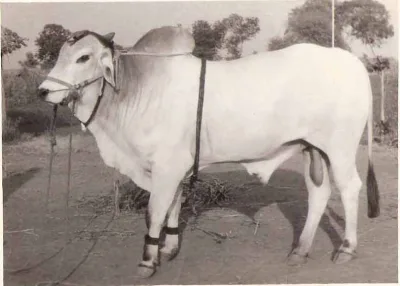 Ongole Cattle