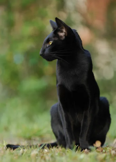 Oriental Shorthair