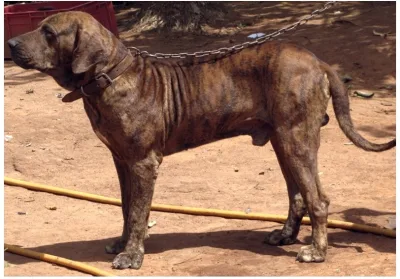 Original Fila Brasileiro