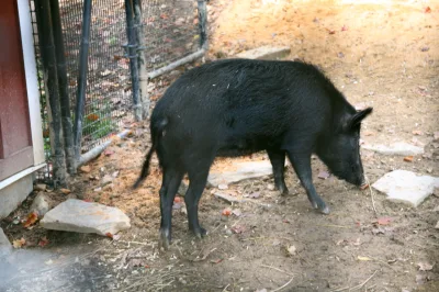 Ossabaw Island Hog