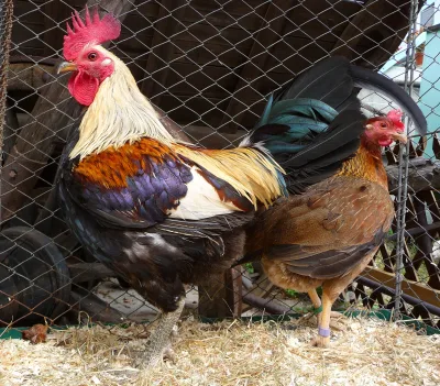 Oxford Old English Game fowl