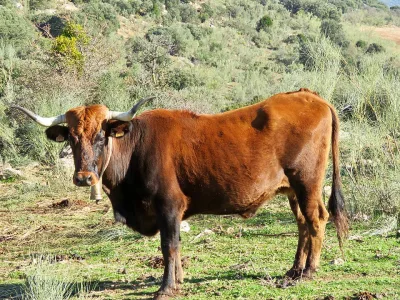 Pajuna Cattle