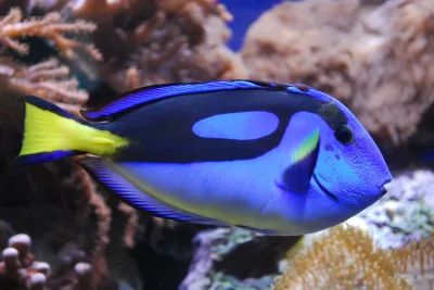 Paracanthurus