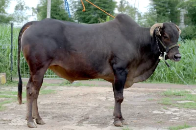 Pasundan cattle