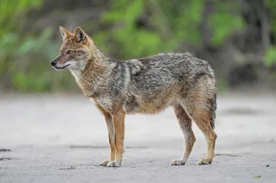 Patagonian Bearded Greyhound