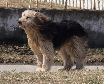 Patagonian Sheepdog