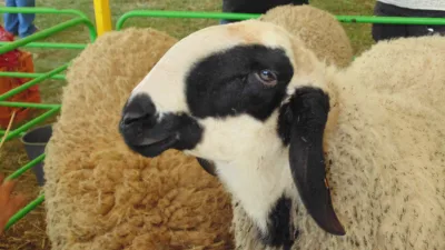 Patch-faced maritza sheep
