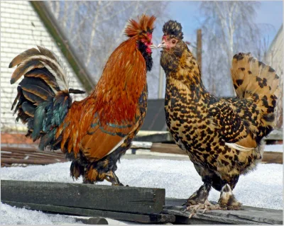 Pavlovian breed chickens