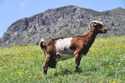 Payoya goat