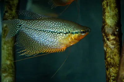 Pearl gourami