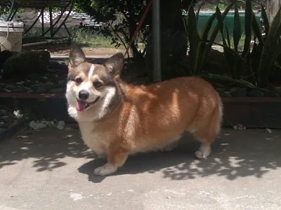 Pembroke Welsh Corgi