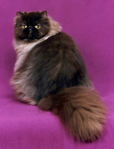 Persian cat