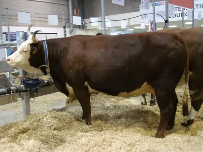 Pezzata Rossa d'Oropa