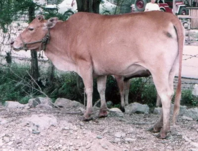 Philippine cattle