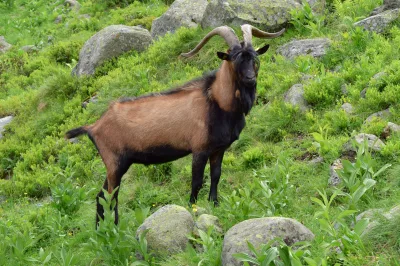 Pinzgau goat