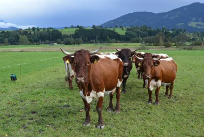 Pinzgauer Cattle