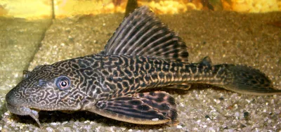 Plecostomus