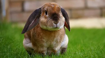 Plush Lop