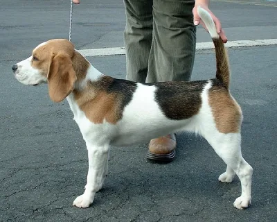 pocket beagle