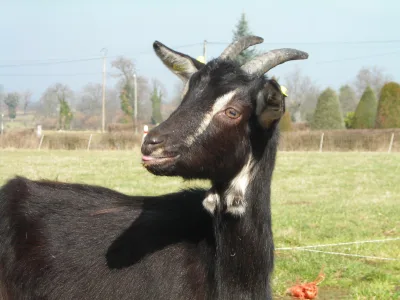 Poitou goat