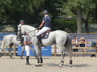 Polish Halfbred Horse