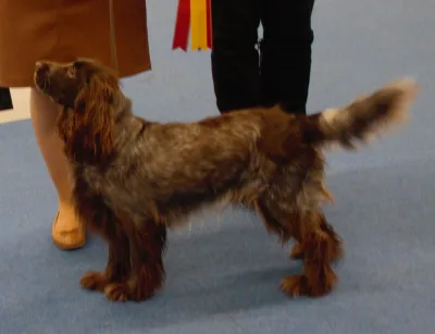 Polish Hunting Spaniel