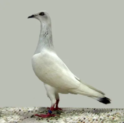 Polish Long-Faced Tumbler