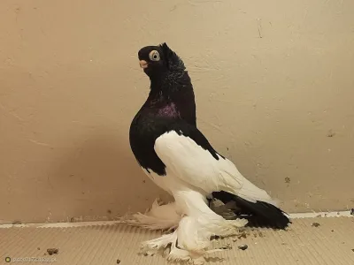 Polish shortbeaked Magpie Tumbler