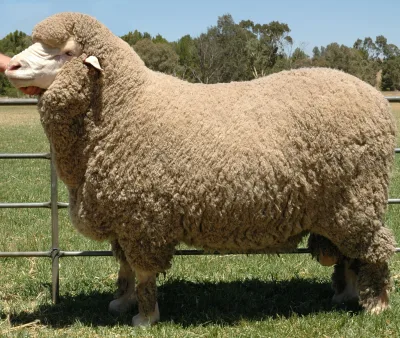 Poll Merino