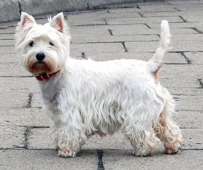 Poltalloch Terrier