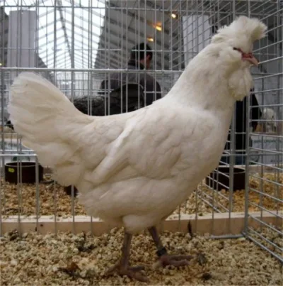 Polverara chicken