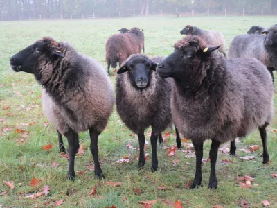Pomeranian Coarsewool Sheep
