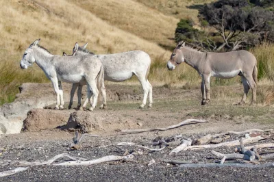 Ponui donkey
