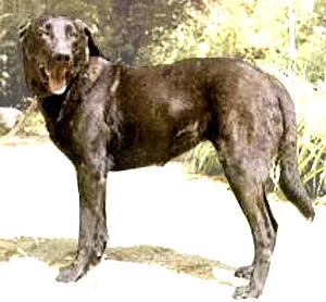 Portuguese Cattle Dog