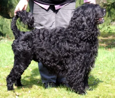 Portuguese water dog