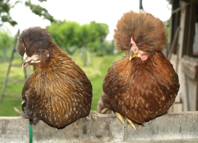 Posavska kukmasta kokoš