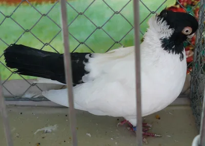 Posen Coloured Head Tumbler