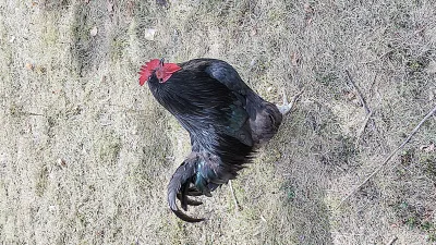Poule noire du Berry